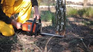 Professional Tree Services in Tracyton, WA