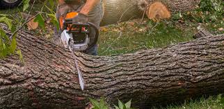  Tracyton, WA Tree Services Pros