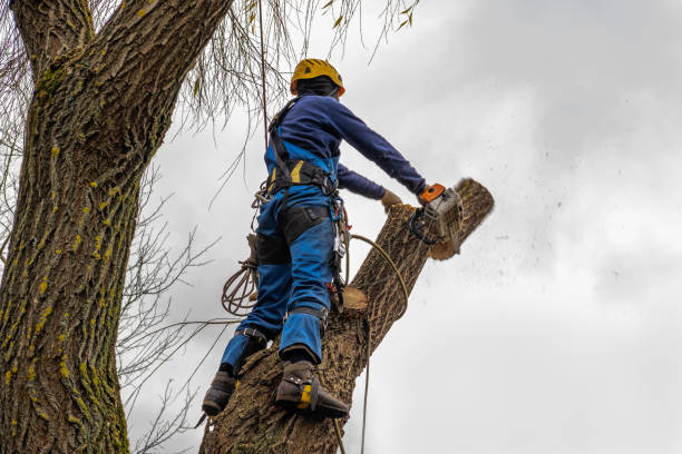 Best Root Management and Removal  in Tracyton, WA