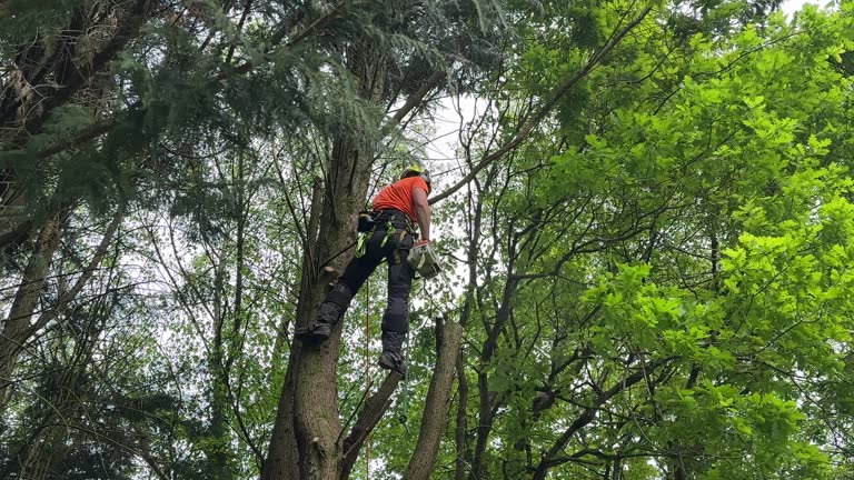 Best Utility Line Clearance  in Tracyton, WA