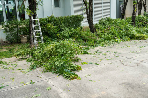 Best Emergency Tree Removal  in Tracyton, WA