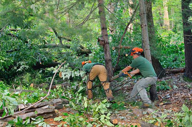 Best Seasonal Cleanup (Spring/Fall)  in Tracyton, WA