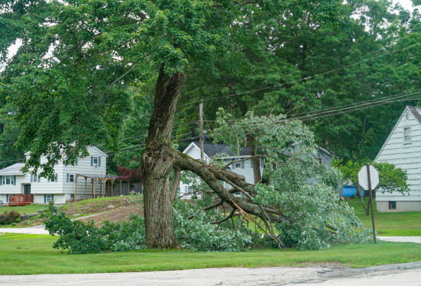 Best Tree Trimming and Pruning  in Tracyton, WA