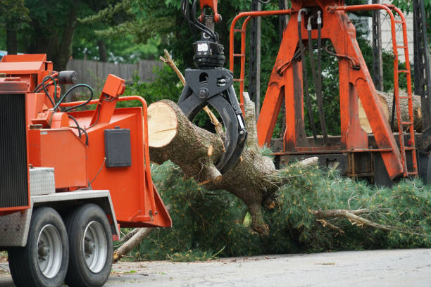 Best Tree Maintenance Programs  in Tracyton, WA