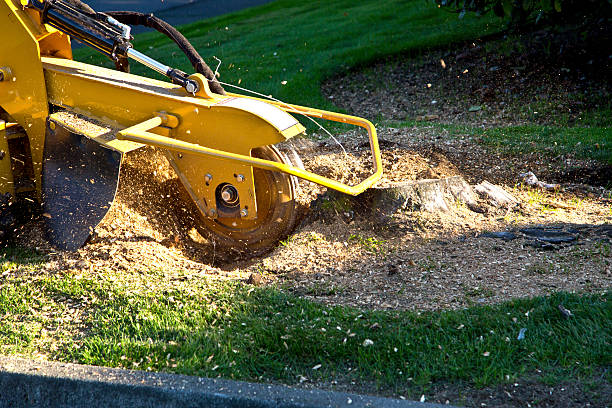 Best Grass Overseeding  in Tracyton, WA