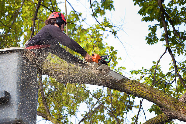 Tree and Shrub Care in Tracyton, WA